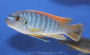 Labeotropheus fuelleborni 'Makanjila'